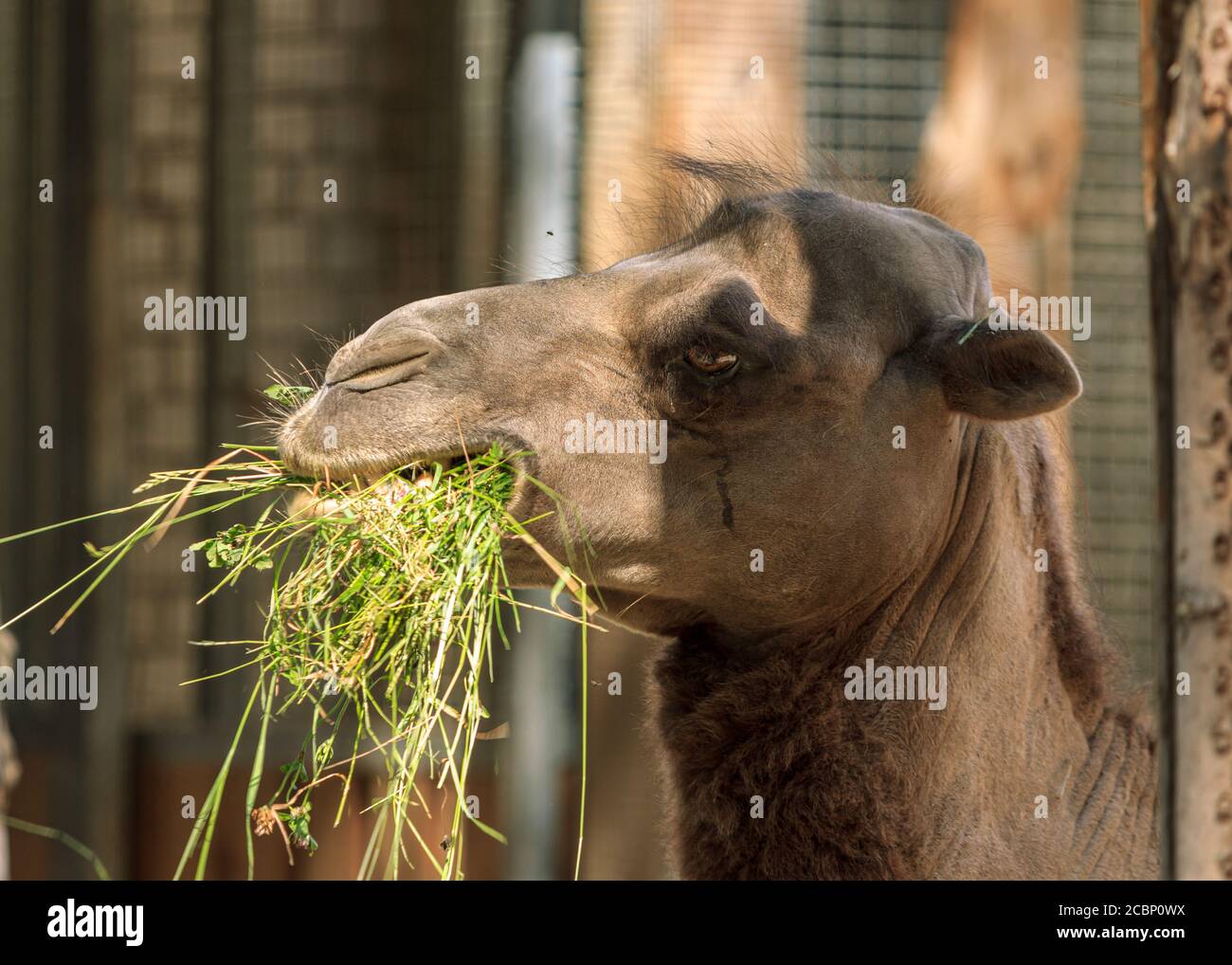 Camel Eating Grass High Resolution Stock Photography And Images Alamy