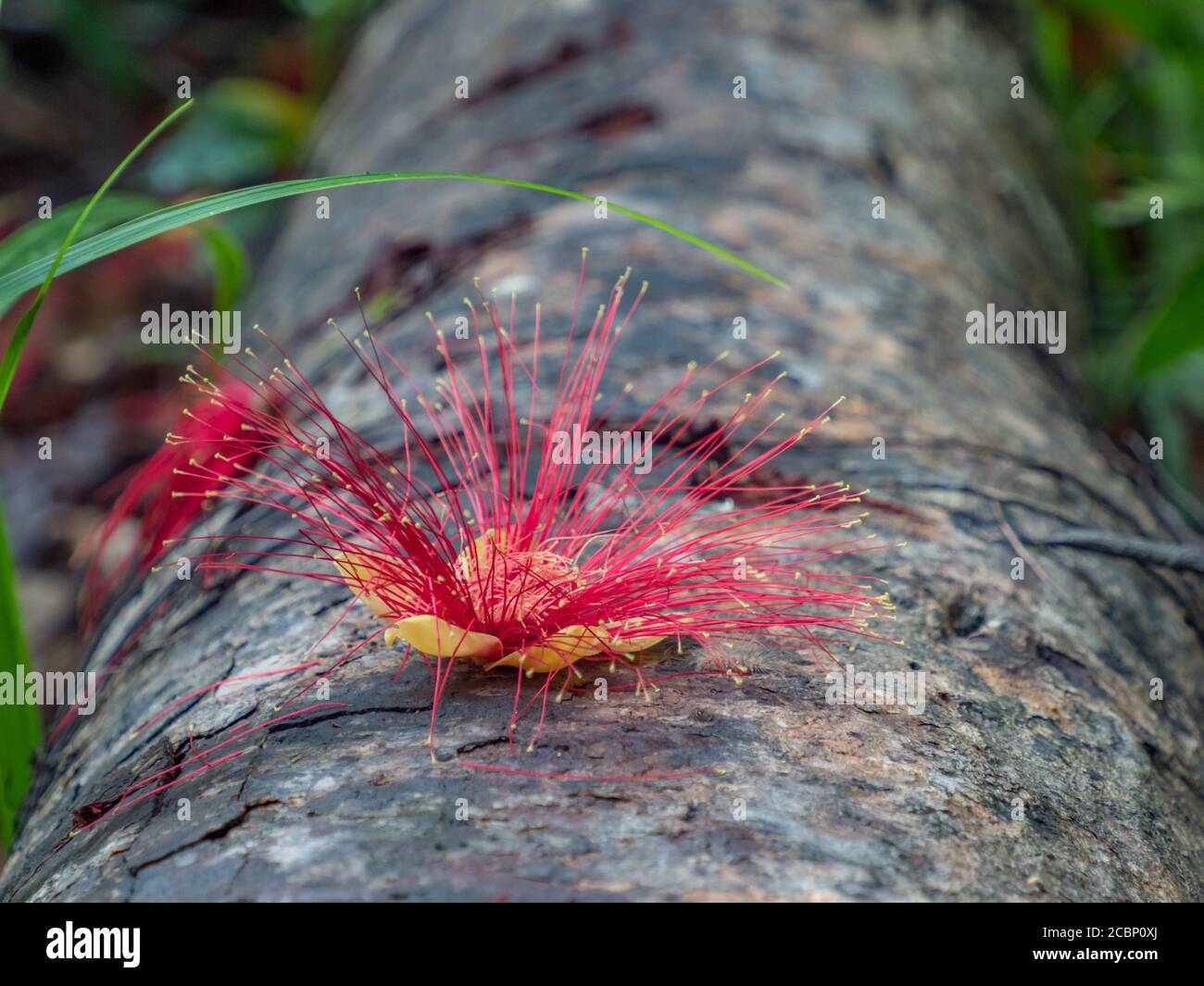 A beautiful red flower lies on the trunk of an overturned tree in the Amazon jungle. Name: metrosideros polymorpha, iron pohutukawa. Brazil. South Ame Stock Photo