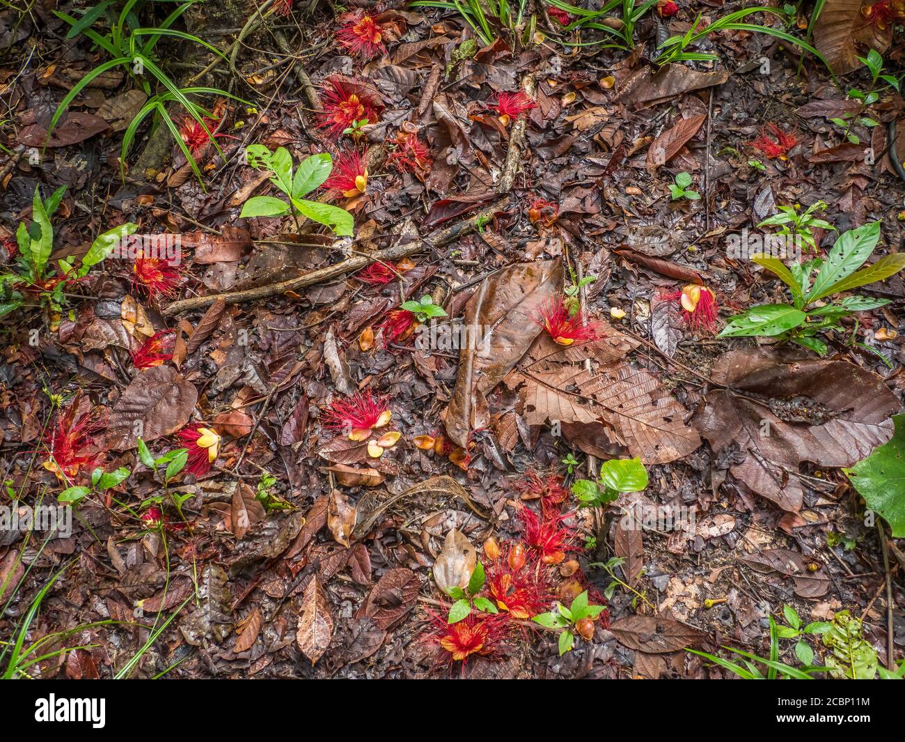 A beautiful red flowers  in the Amazon jungle. Name: metrosideros polymorpha, iron pohutukawa. Brazil. South America. Amazonia Stock Photo