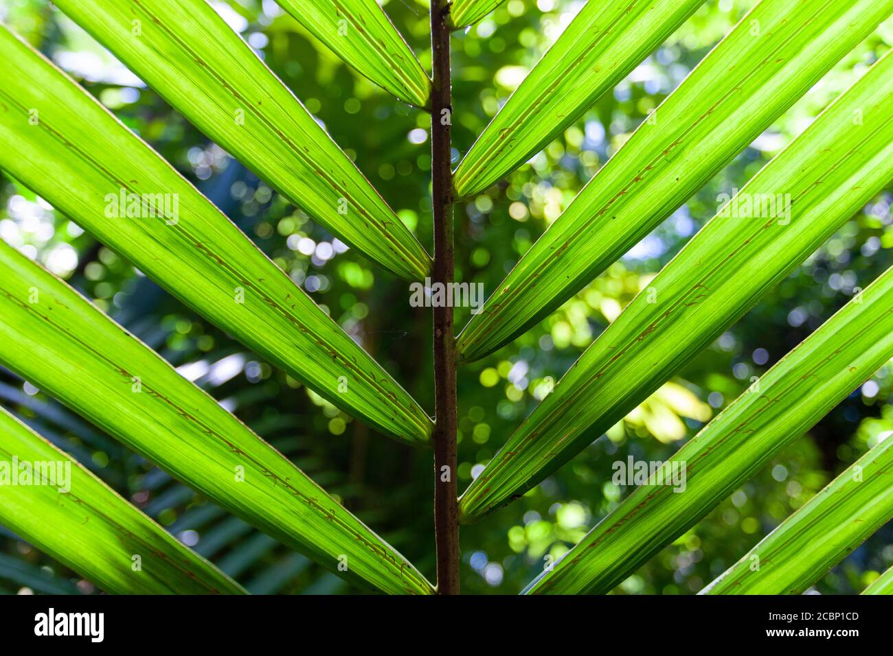 Close-up view of palm tree green leaf. Palm leaf background Stock Photo ...