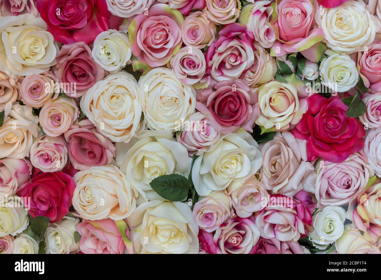 background of red, pink and white colored silk roses Stock Photo