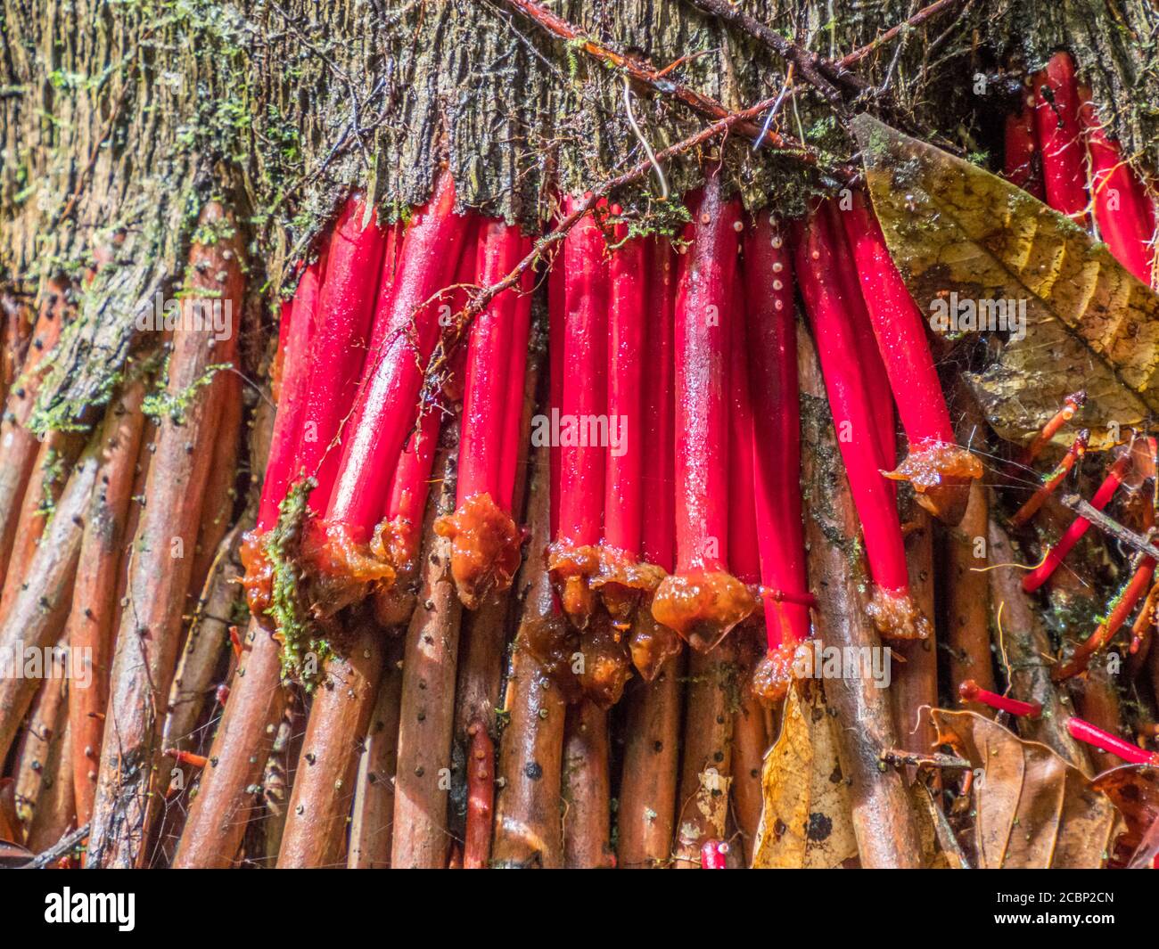 Medicinal plants in the Amazonia. Wasai, tree with red, walking roots