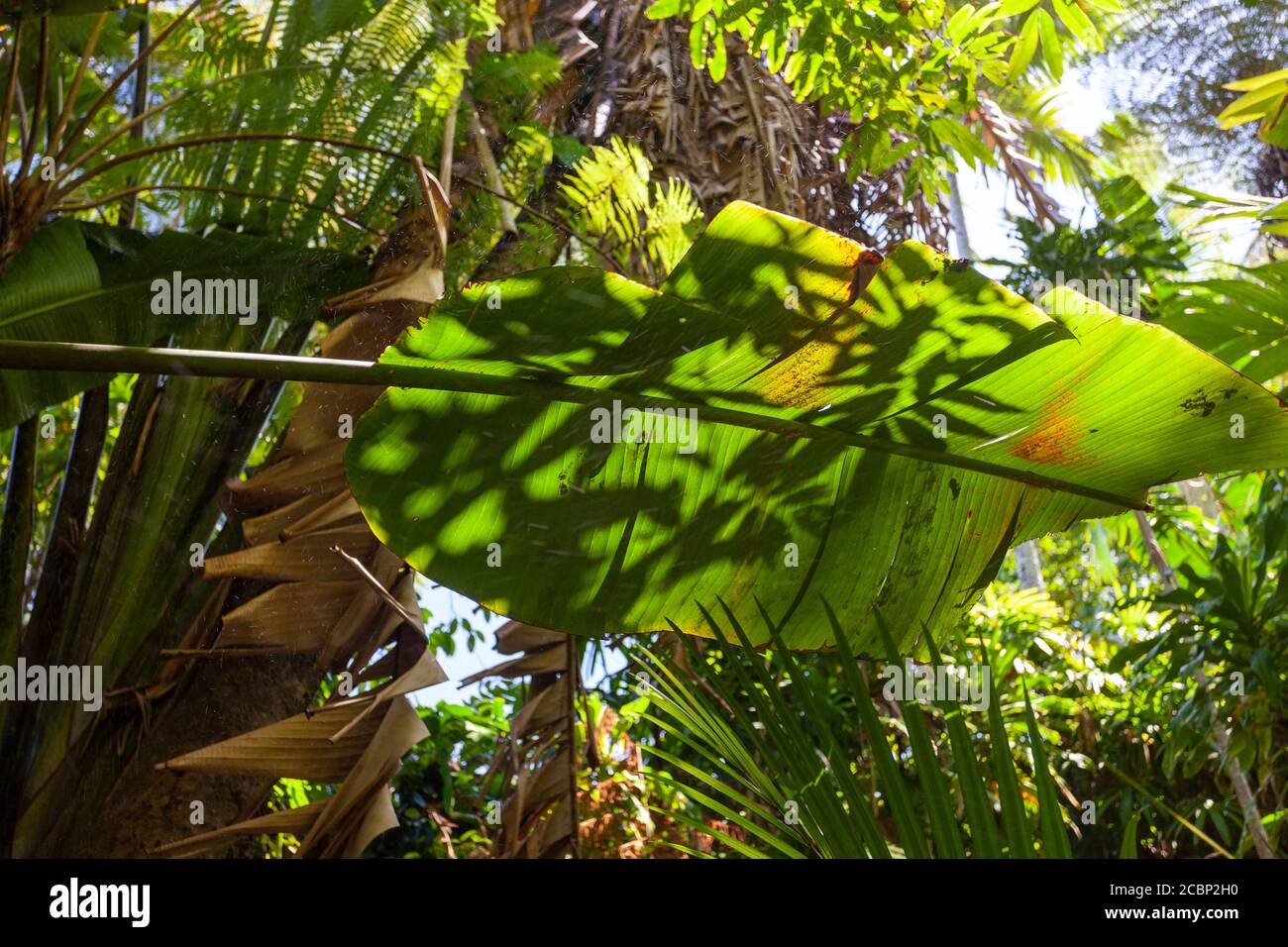 Closeup tropical bushes trees hi-res stock photography and images - Alamy