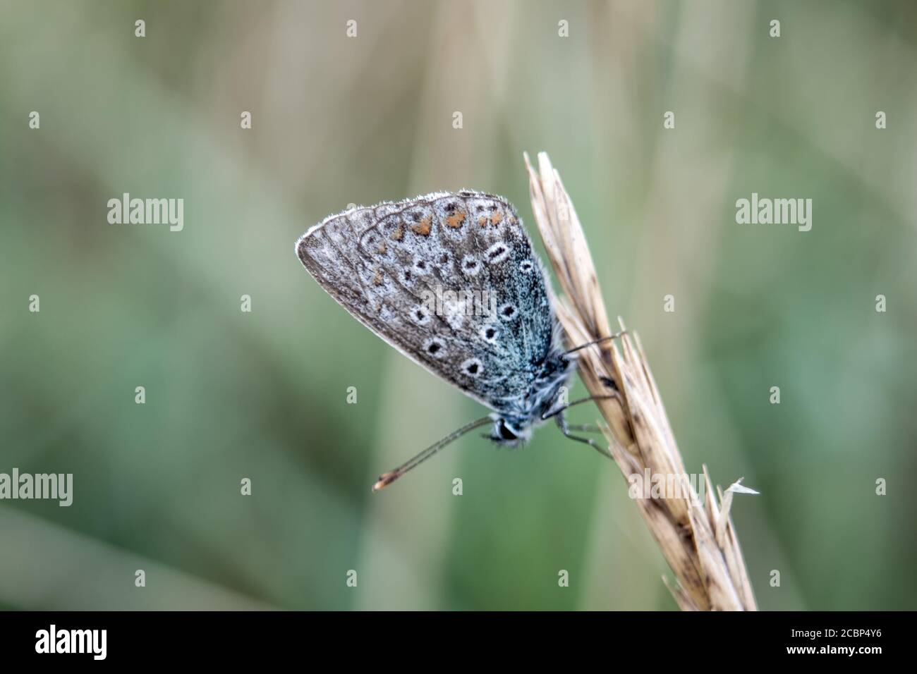 Moths insect invertebrates hires stock photography and images Alamy