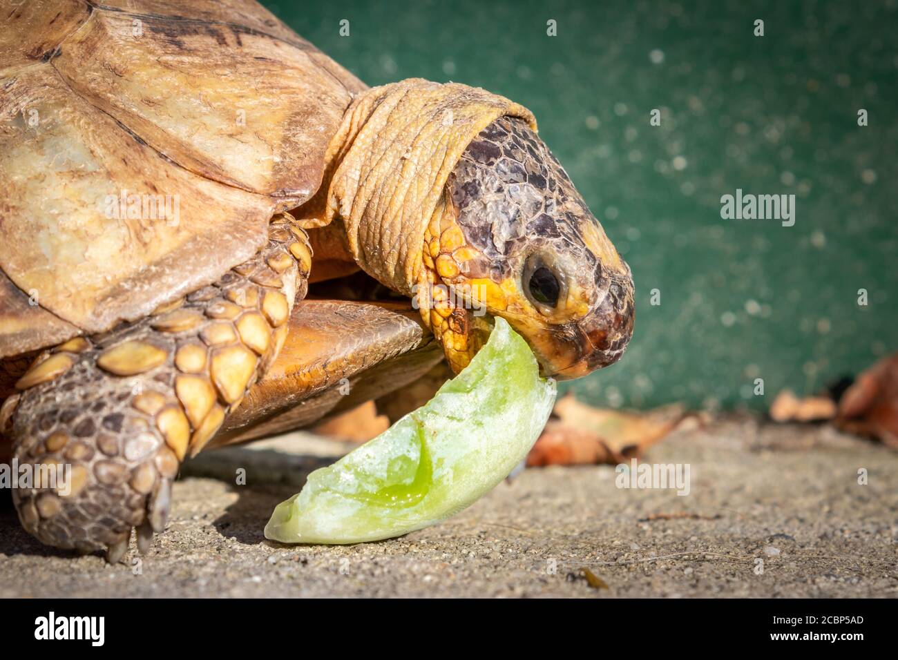 Female leopard tortoise (Stigmochelys pardalis) eating green cactus