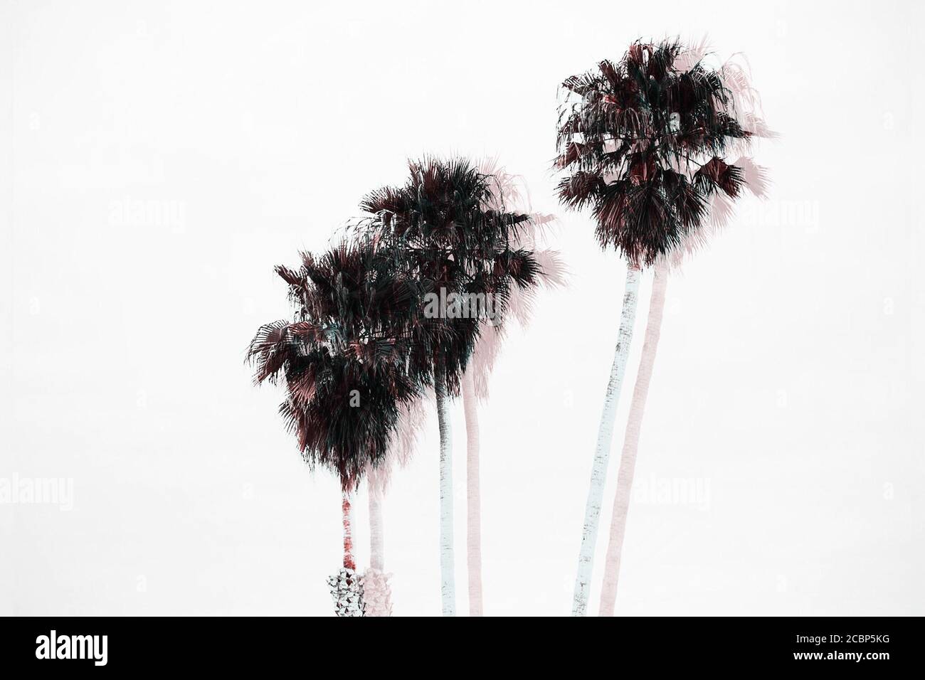 Double Exposure of Three Palm Trees in a Row at a Beach in Santa Cruz, California, USA Stock Photo