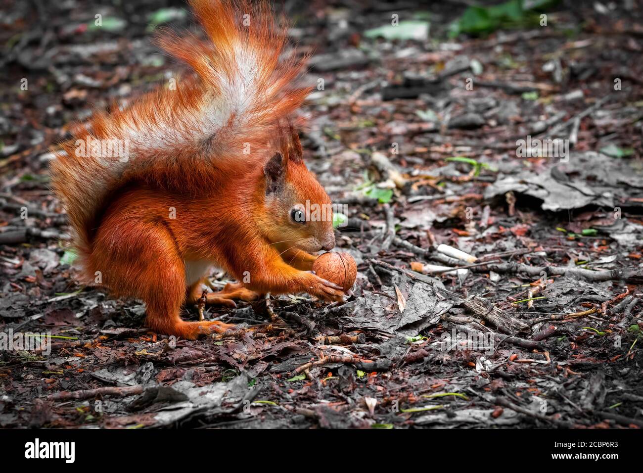 Cute red wild squirrel eating a walnut in the park. Close-up view Stock Photo