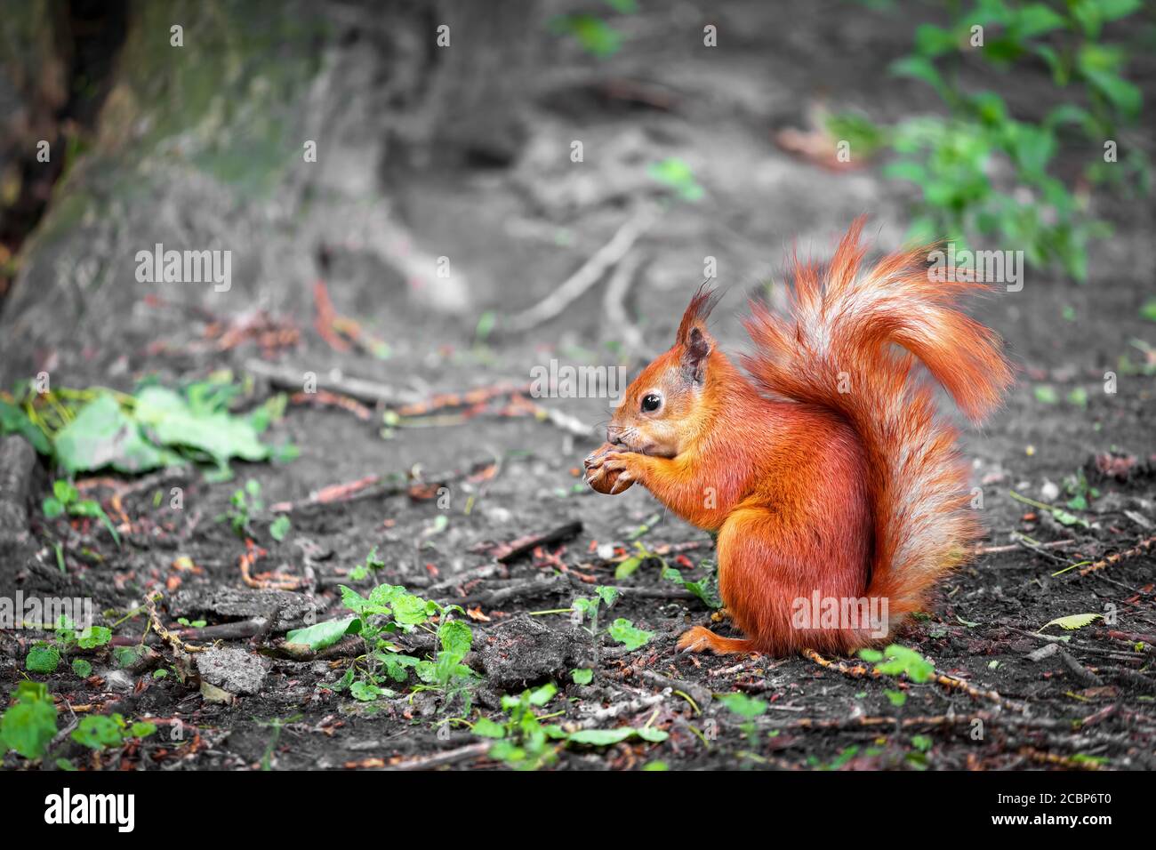 Cute red wild squirrel eating a walnut in the park. Close-up view Stock Photo