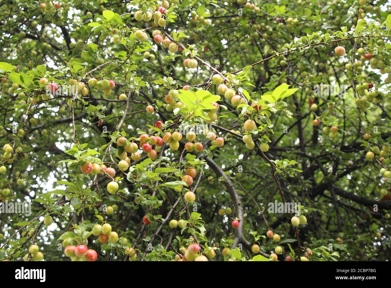 Near Pankrac in Prague, there are cherry plum trees, laden with fruits. These cherry plums are not yet ripe, but they are gradually ripening. Stock Photo