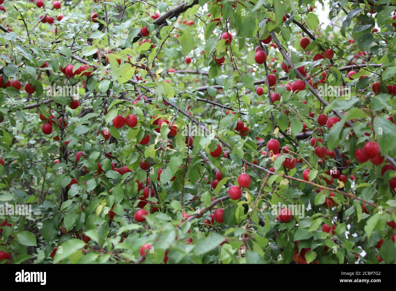Near Prosek in Prague, there is a cherry plum tree, full of mini plums to eat. Stock Photo
