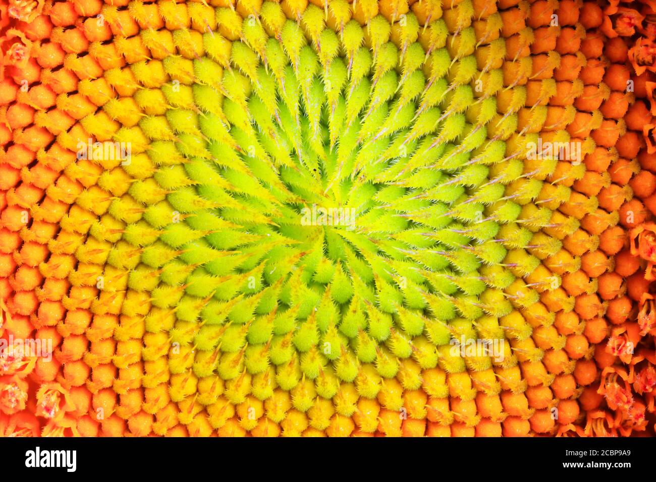 Sunflower, macro shot, focus stacking, Germany Stock Photo