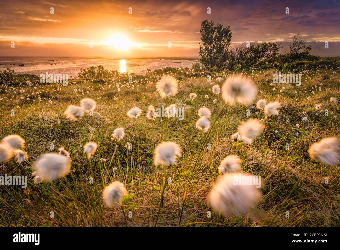 Cotton grass against the light, back sea, Vesteralen, Nordmela, Nordland, Norway Stock Photo