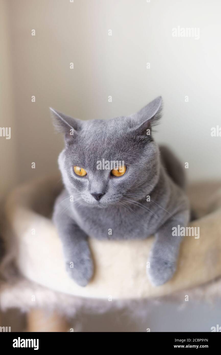 portrait of a cat isolated on white background Stock Photo - Alamy