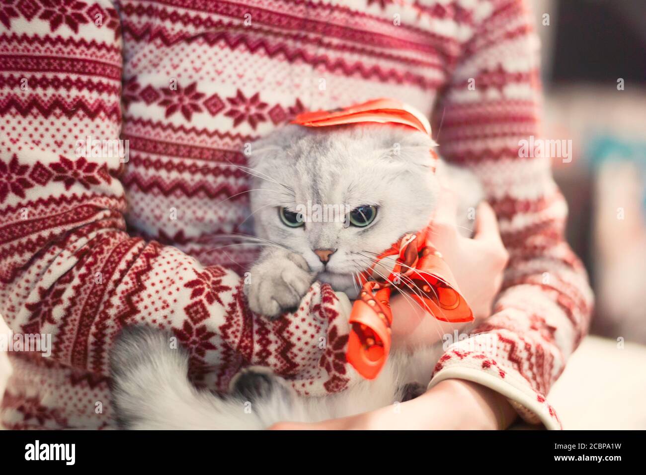 portrait of a cat isolated on white background Stock Photo - Alamy