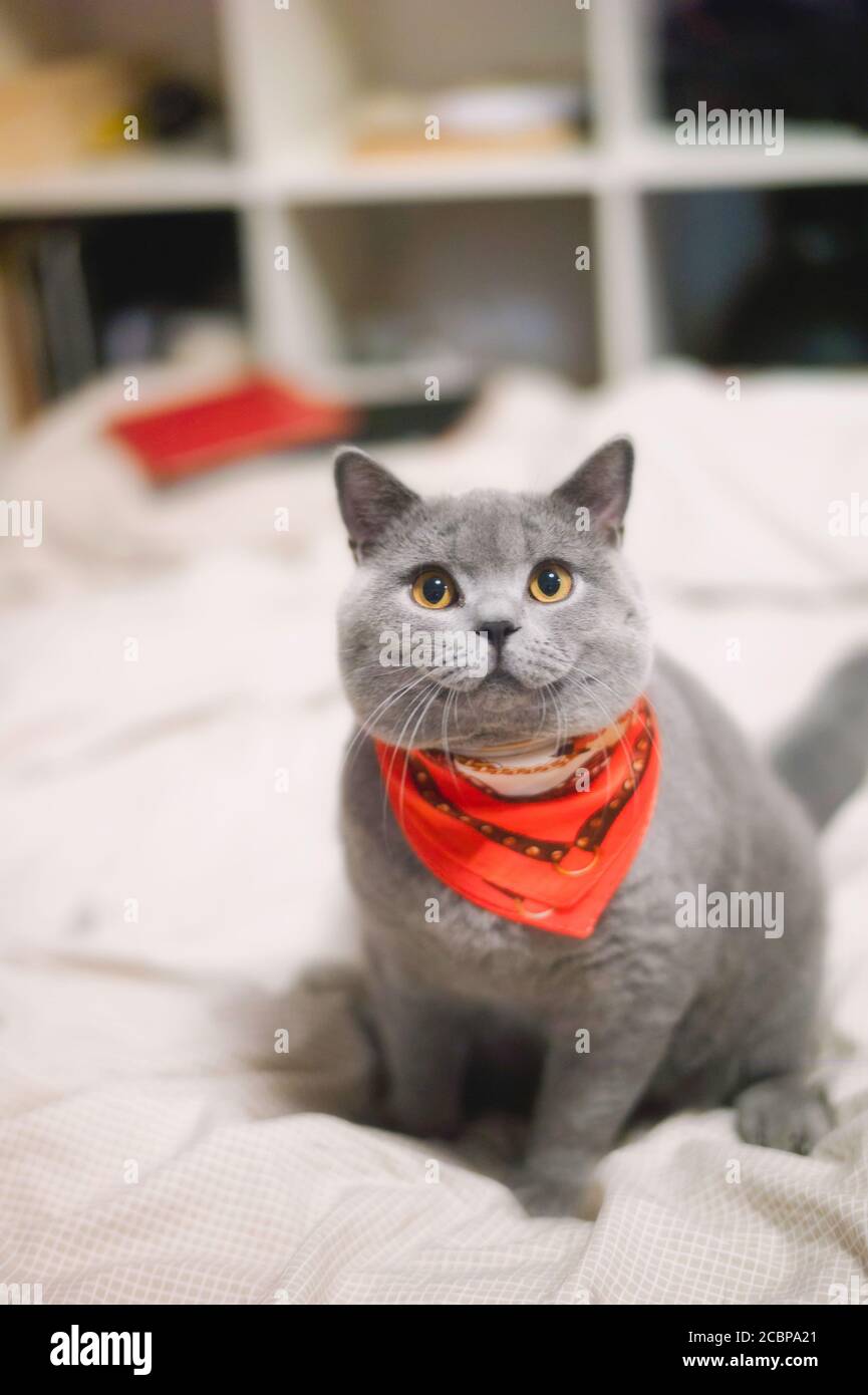 portrait of a cat isolated on white background Stock Photo - Alamy