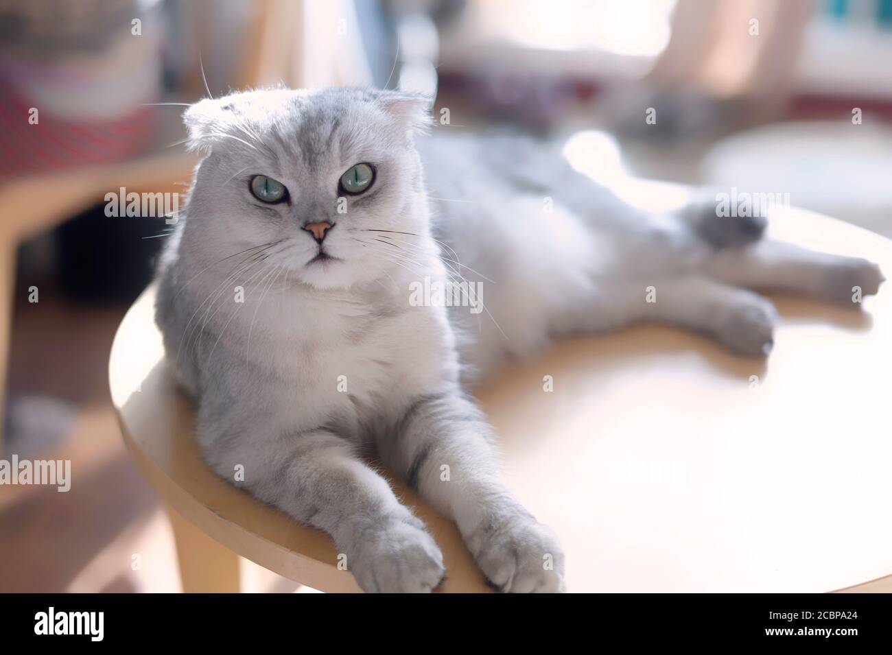 portrait of a cat isolated on white background Stock Photo - Alamy