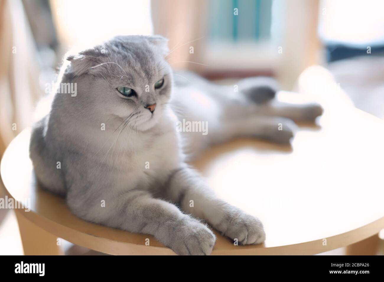 portrait of a cat isolated on white background Stock Photo - Alamy