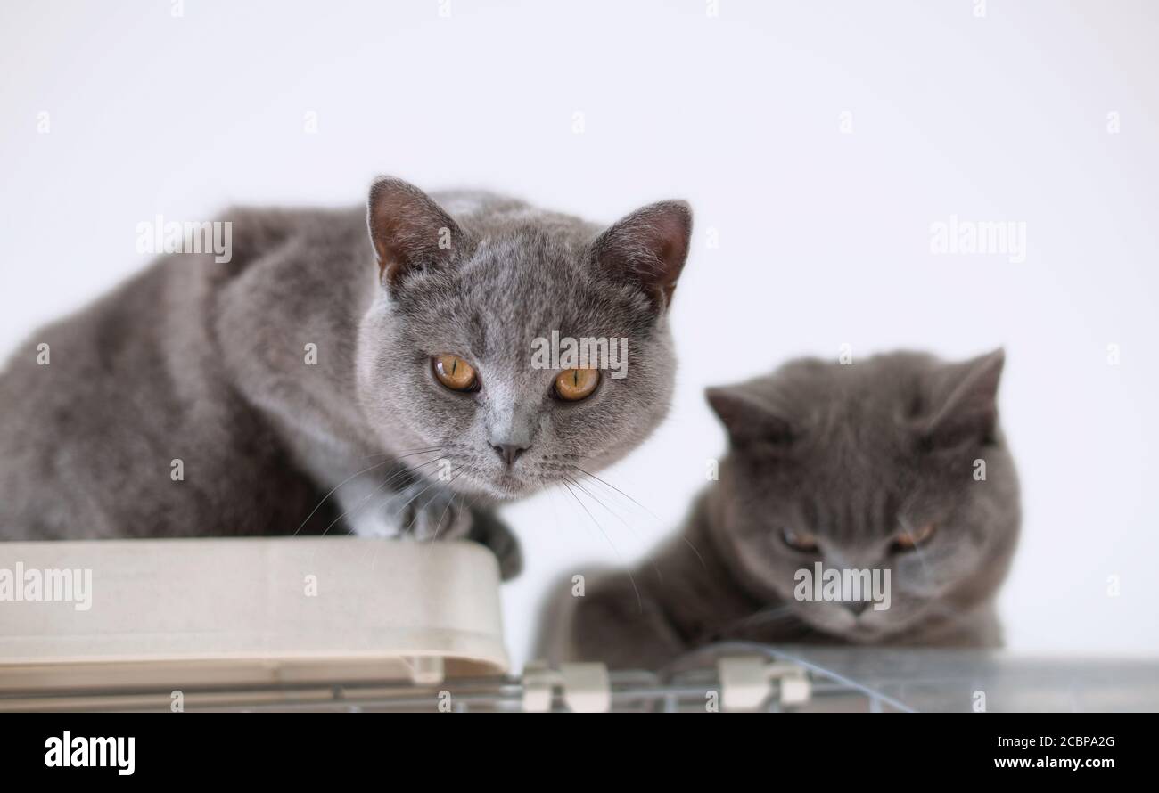 portrait of a cat isolated on white background Stock Photo - Alamy