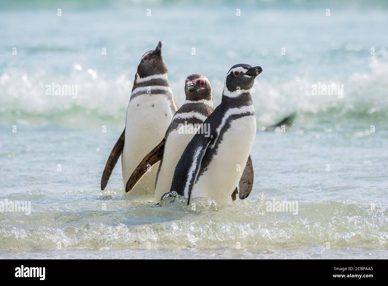 Magellanic penguins (Spheniscus magellanicus) in the surf on the beach, The Neck, Saunders Island, Falkland Islands, Great Britain, South America Stock Photo