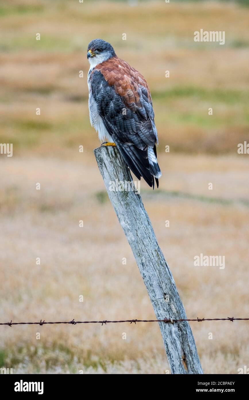 Variable hawk (Geranoaetus polyosoma ) sitting on a fence post, Carcass ...