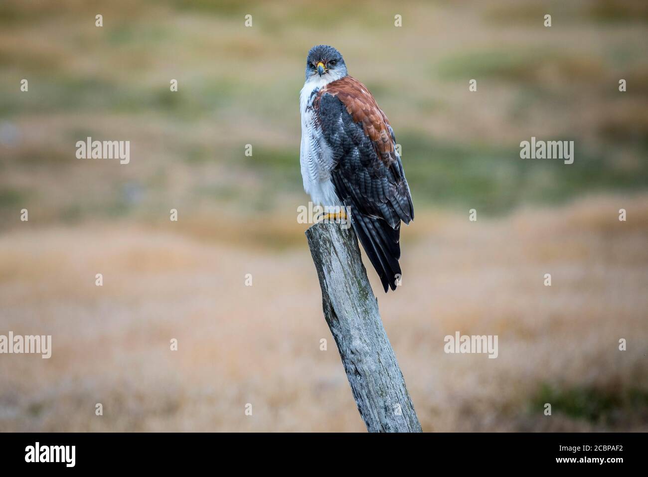 Variable hawk (Geranoaetus polyosoma ) sitting on a fence post, Carcass ...