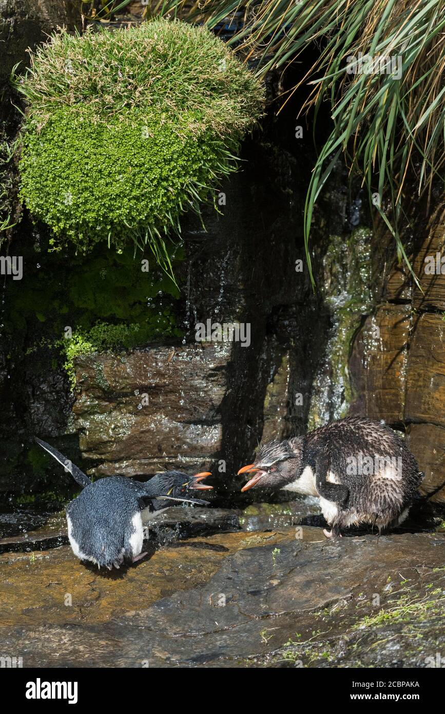 Rockhopper Penguin (Eudyptes chrysocome) cleans its plumage at a fresh water site, Saunders Island, Falkland Islands, Great Britain, South America Stock Photo