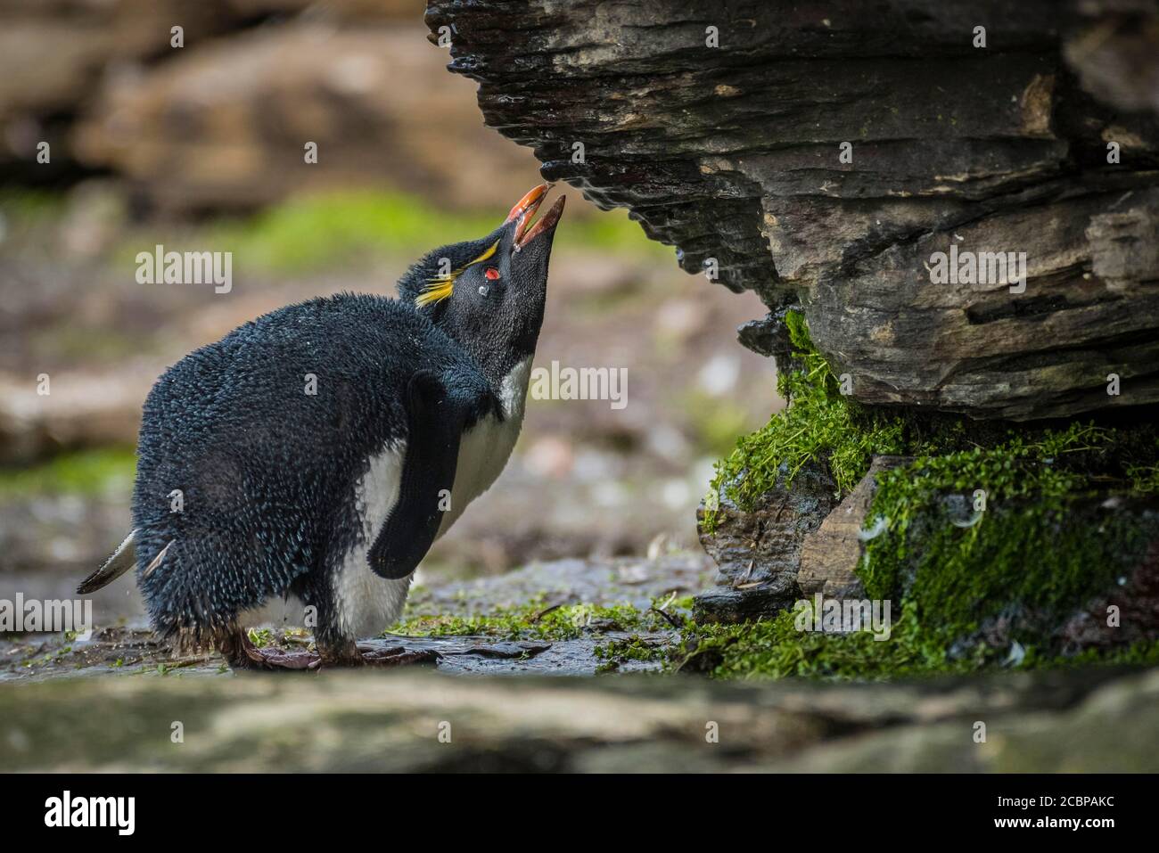 Rockhopper Penguin (Eudyptes chrysocome) drinks at a fresh water spot, Saunders Island, Falkland Islands, Great Britain, South America Stock Photo
