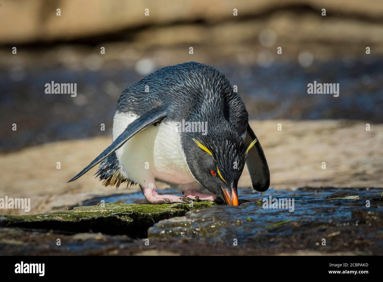 Rockhopper Penguin (Eudyptes chrysocome) drinks at a fresh water spot, Saunders Island, Falkland Islands, Great Britain, South America Stock Photo