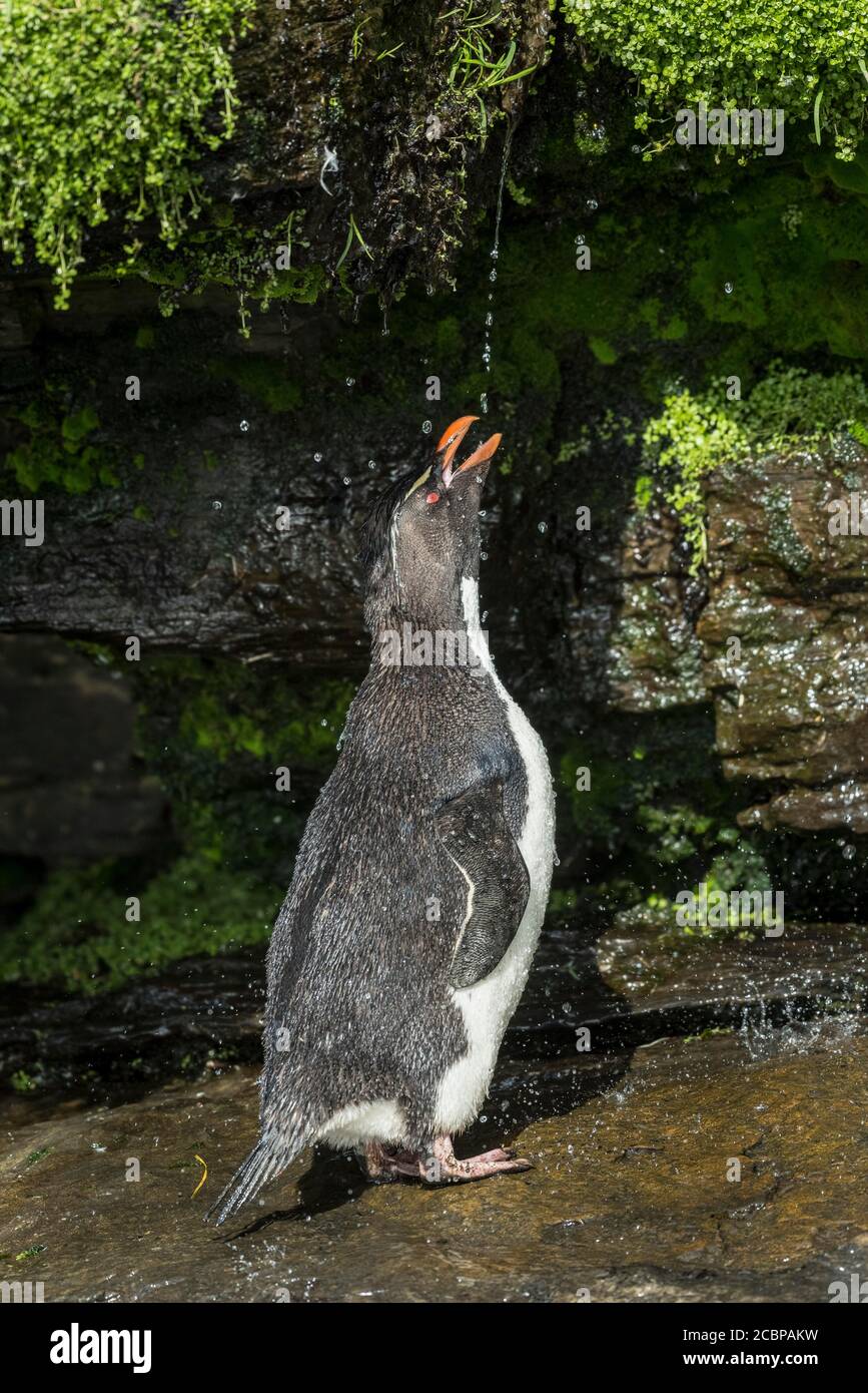 Rockhopper Penguin (Eudyptes chrysocome) cleans its plumage at a fresh water site, Saunders Island, Falkland Islands, Great Britain, South America Stock Photo