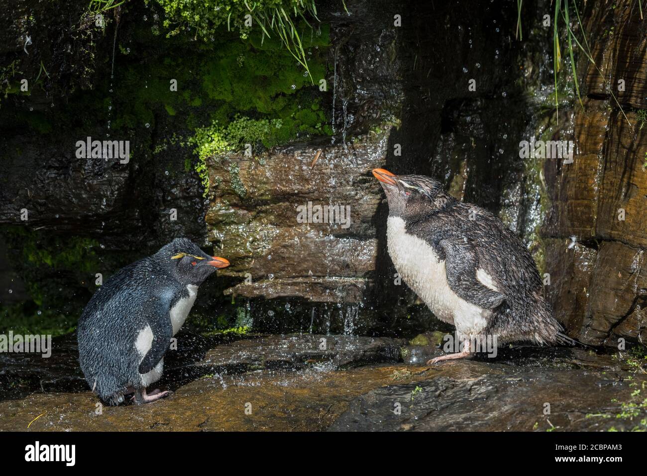 Southern Rockhopper Penguins (Eudyptes chrysocome) clean their plumage at a fresh water site, Saunders Island, Falkland Islands, Great Britain, South Stock Photo