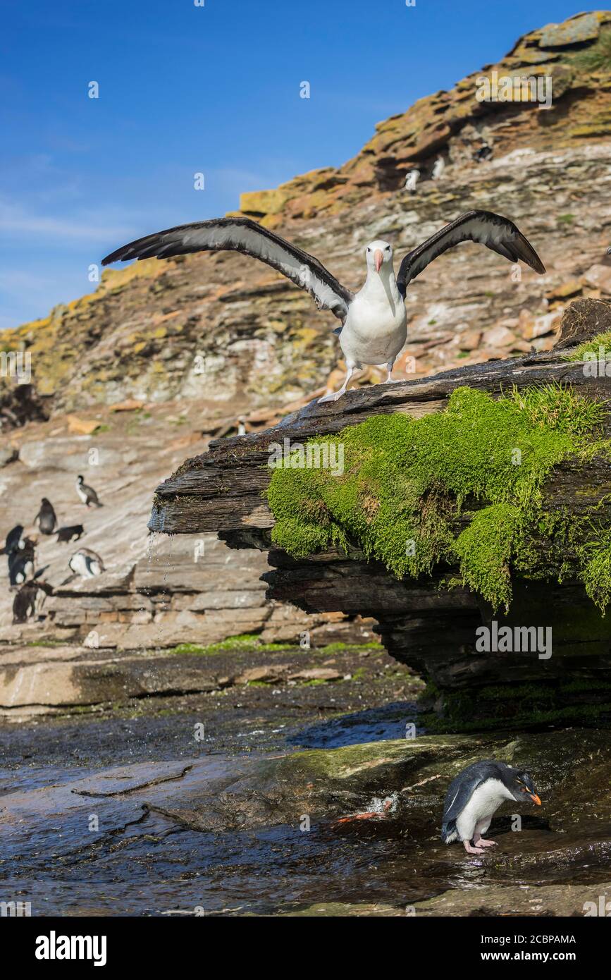 Rockhopper Penguin (Eudyptes chrysocome) and Black-browed Albatross (Thalassarche melanophris) at a fresh water site, Saunders Island, Falkland Stock Photo