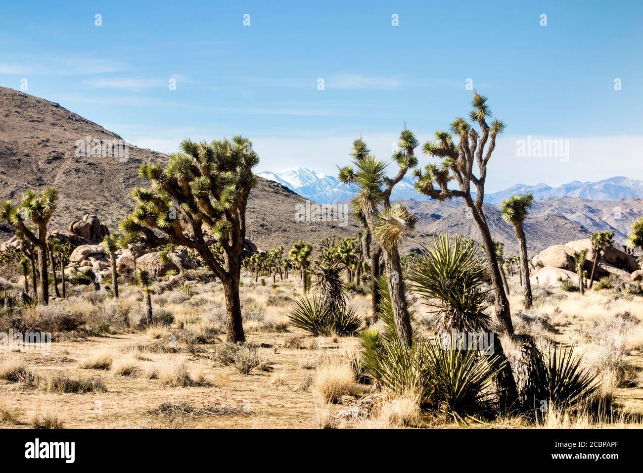 Joshua Trees (Yucca brevifolia) in barren desert landscape, mountains