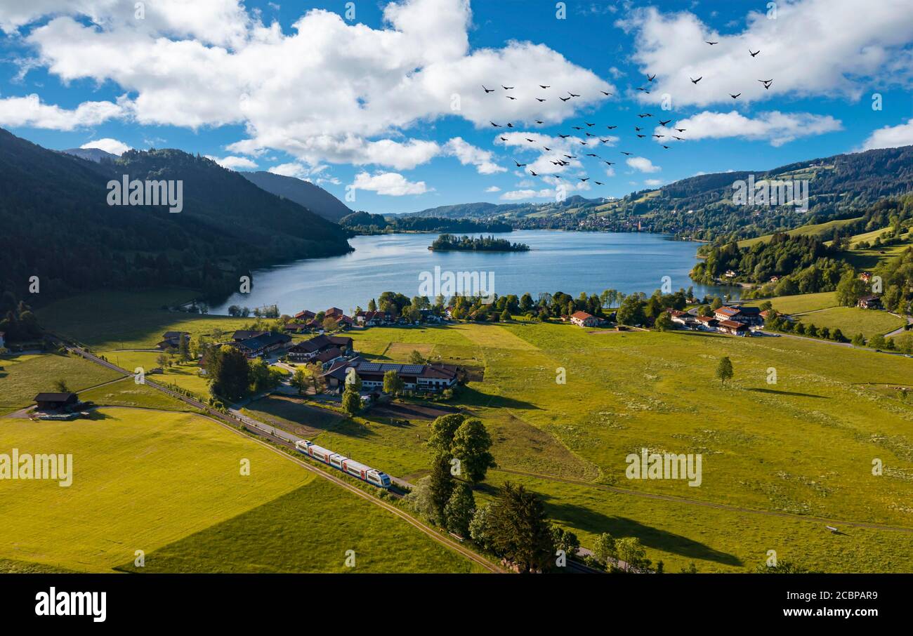 Aerial view, view over the Schliersee with flock of birds and train, Fischhausen, Upper Bavaria, Bavaria, Germany Stock Photo