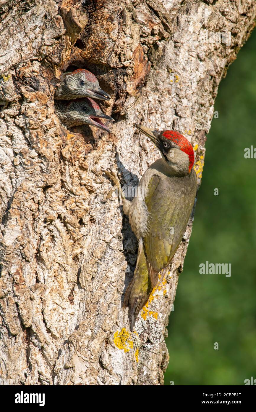 European green woodpecker (Picus viridis) in front of his nesting cave ...