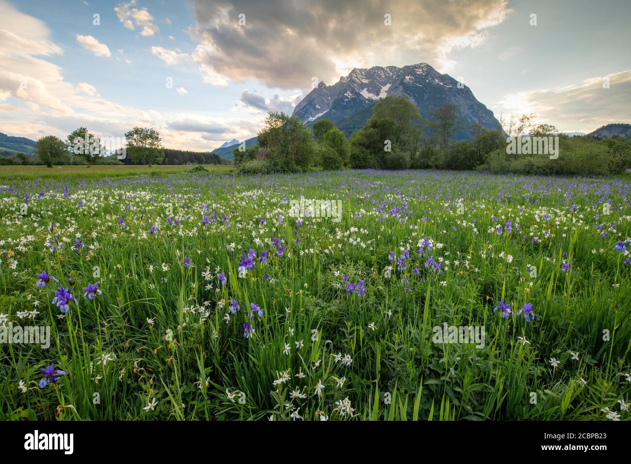 Meadow with white mountain daffodils (Narcissus radiiflorus) and Siberian iris (Iris sibirica), behind it the Grimming, Trautenfels, Styria, Austria Stock Photo