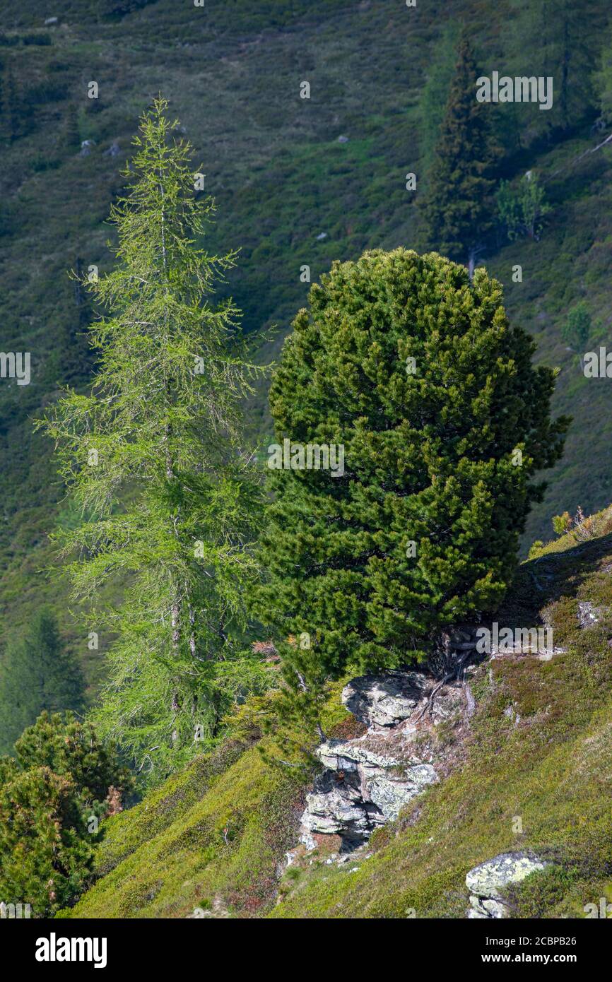 European larch (Larix decidua) and Swiss pine or (Pinus cembra) grow on a rocky mountain slope, Bachler-Alm, Hart im Zillertal, Tyrol, Austriag Stock Photo