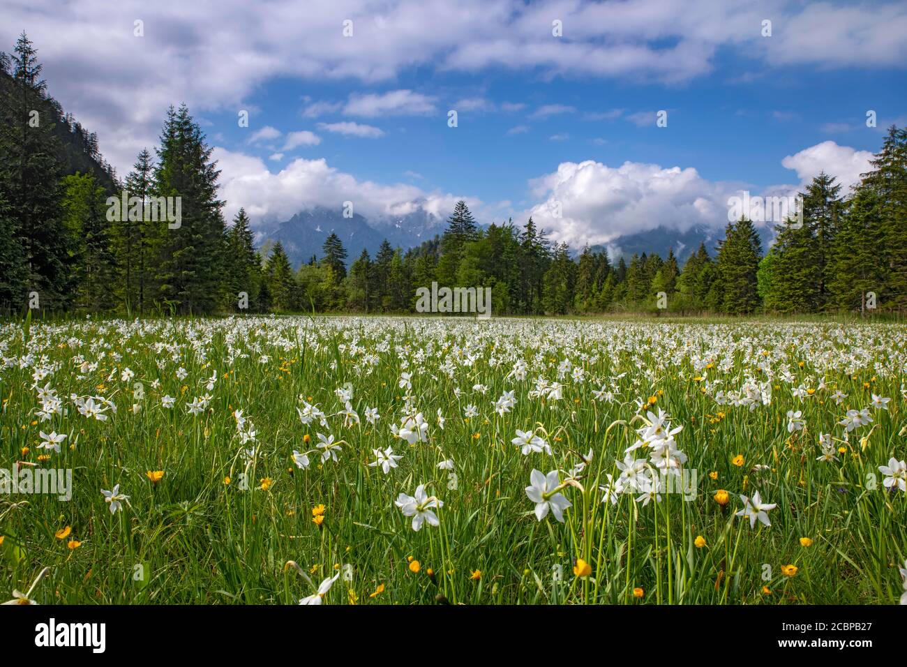 Meadow with white mountain daffodils (Narcissus radiiflorus), behind it the Tote Gebirge, Almtal, Upper Austria, Austria Stock Photo