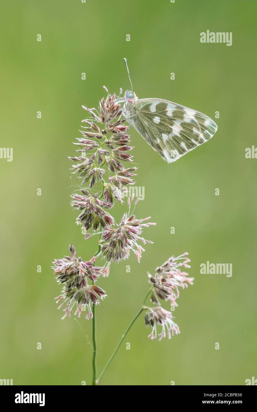 Eastern Bath White (Pontia edusa) sits on grass, Burgenland, Austria Stock Photo