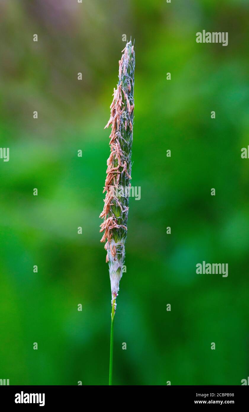 Meadow foxtail (Alopecurus pratensis), foxtail grass, grasses, Upper Austria, Austria Stock Photo