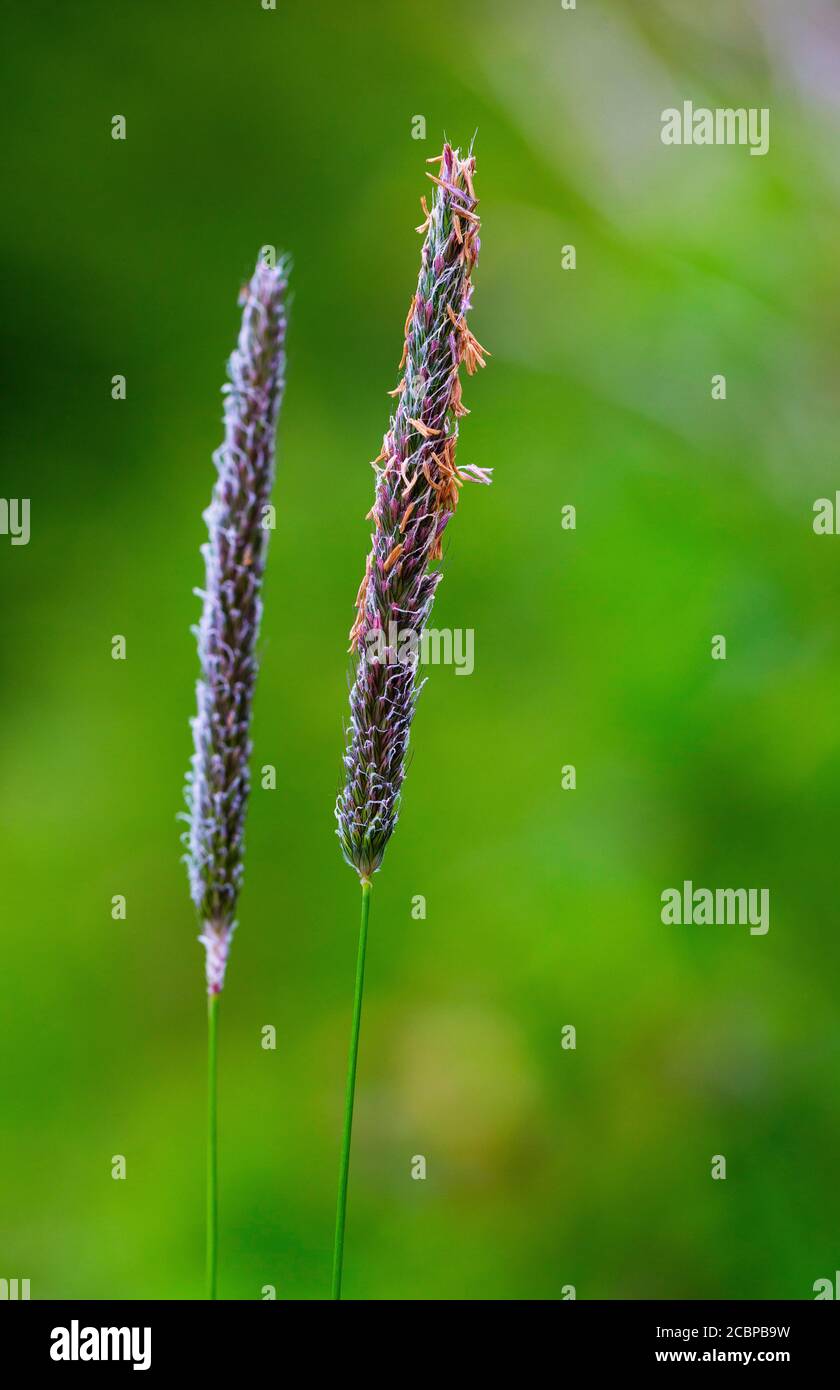 Meadow foxtail (Alopecurus pratensis), foxtail grass, grasses, Upper Austria, Austria Stock Photo