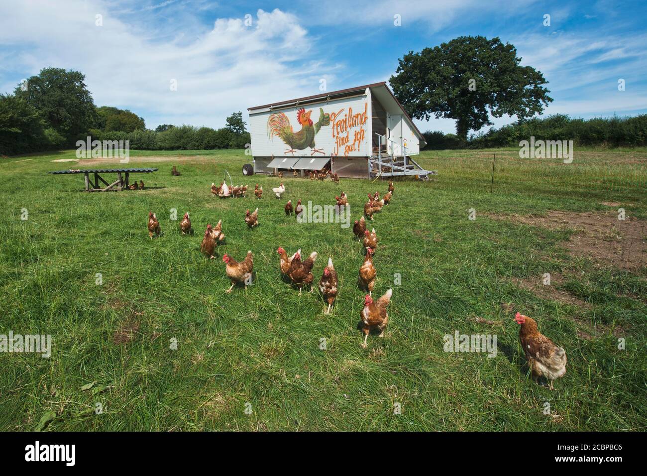 Laying hens (Gallus gallus domesticus), mobile chicken house, Schleswig-Holstein, Germany Stock Photo