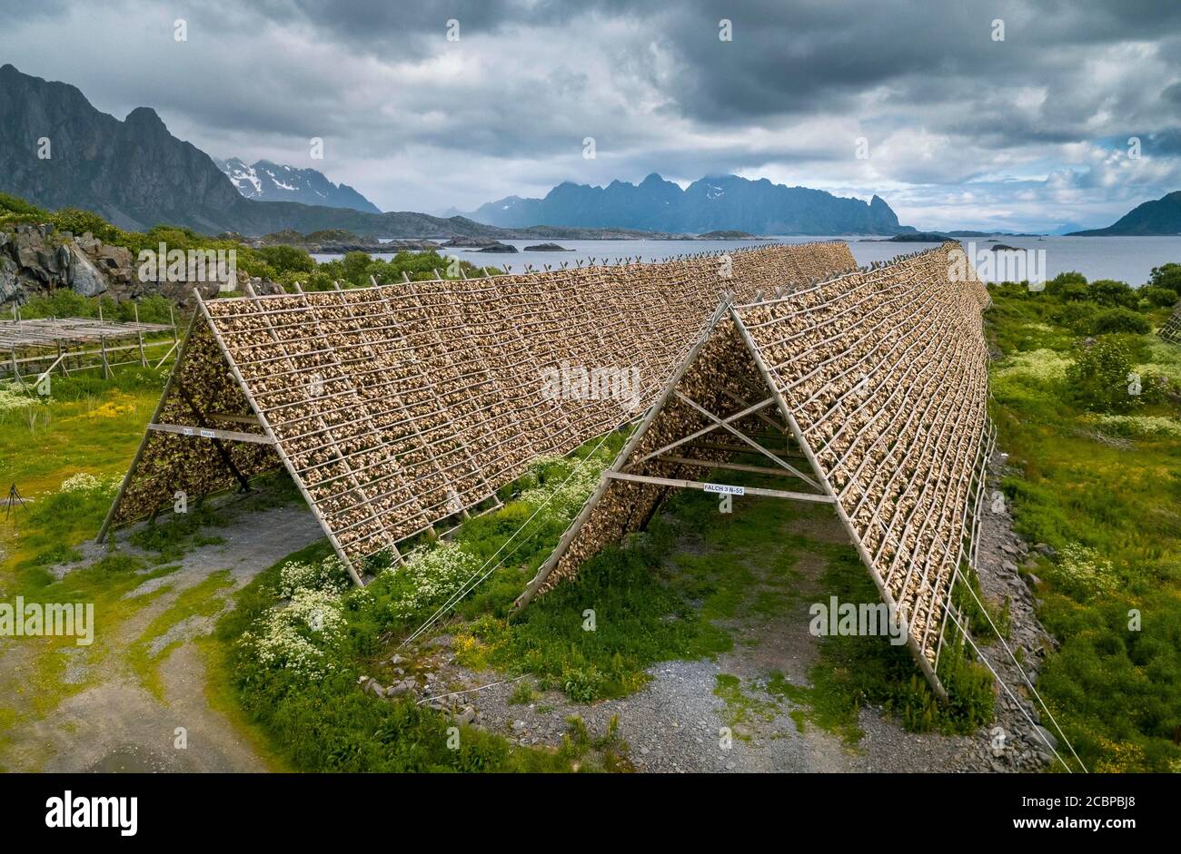 Thousands and thousands of stockfish Fish heads on wooden drying racks ...