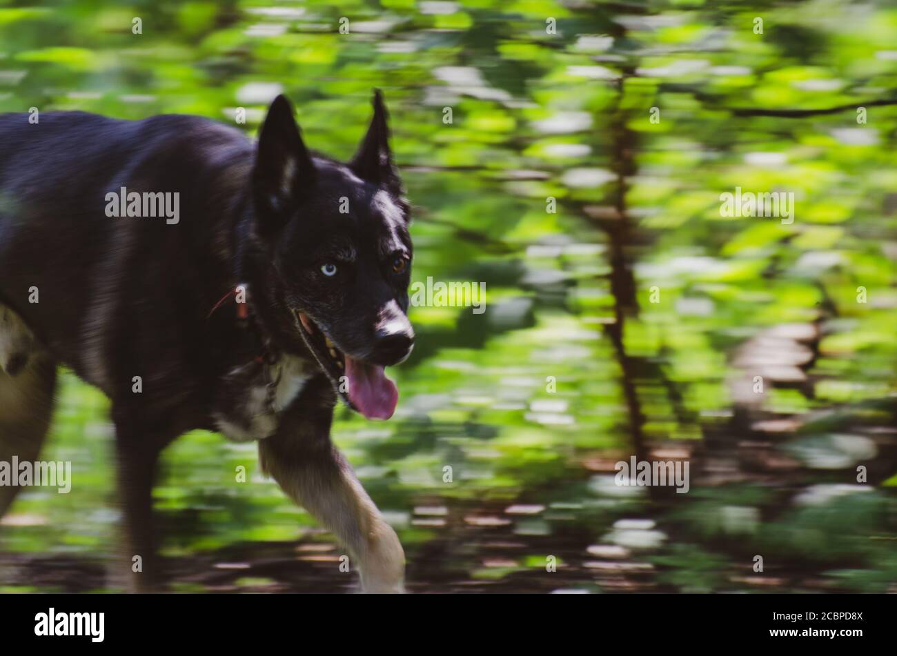 german shepherd trail dog