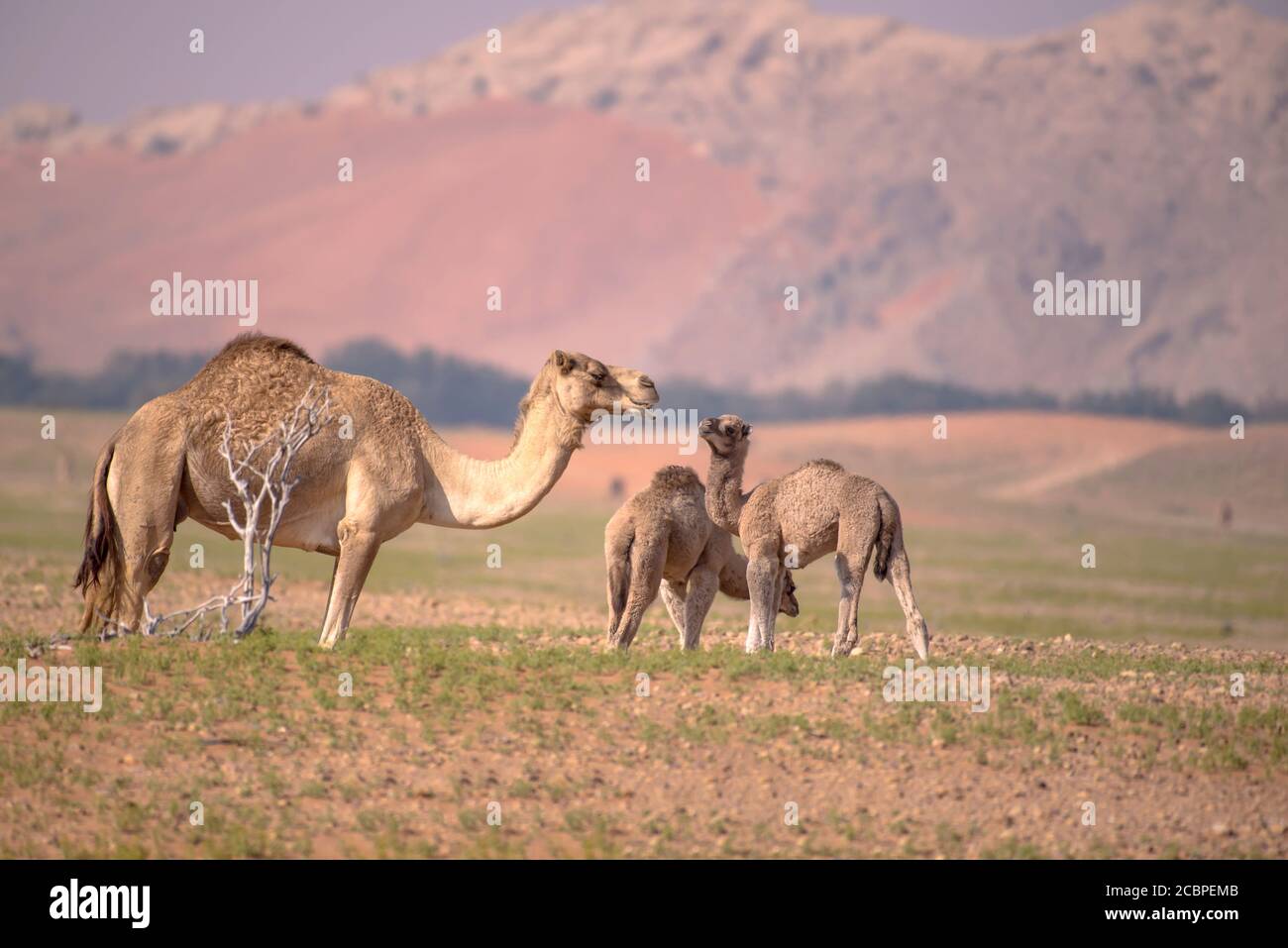 Selective focus shot of camel and baby camels eating grass and roaming