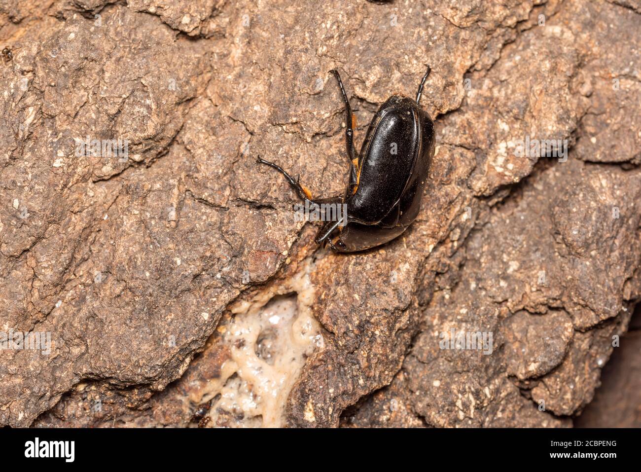 Kanabun Hi Res Stock Photography And Images Alamy