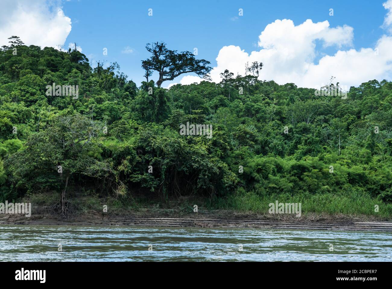 A large ceiba tree, the Tree of Life in Mayan mythology, on the Guatemalan shore of the Usumacinta River. Stock Photo