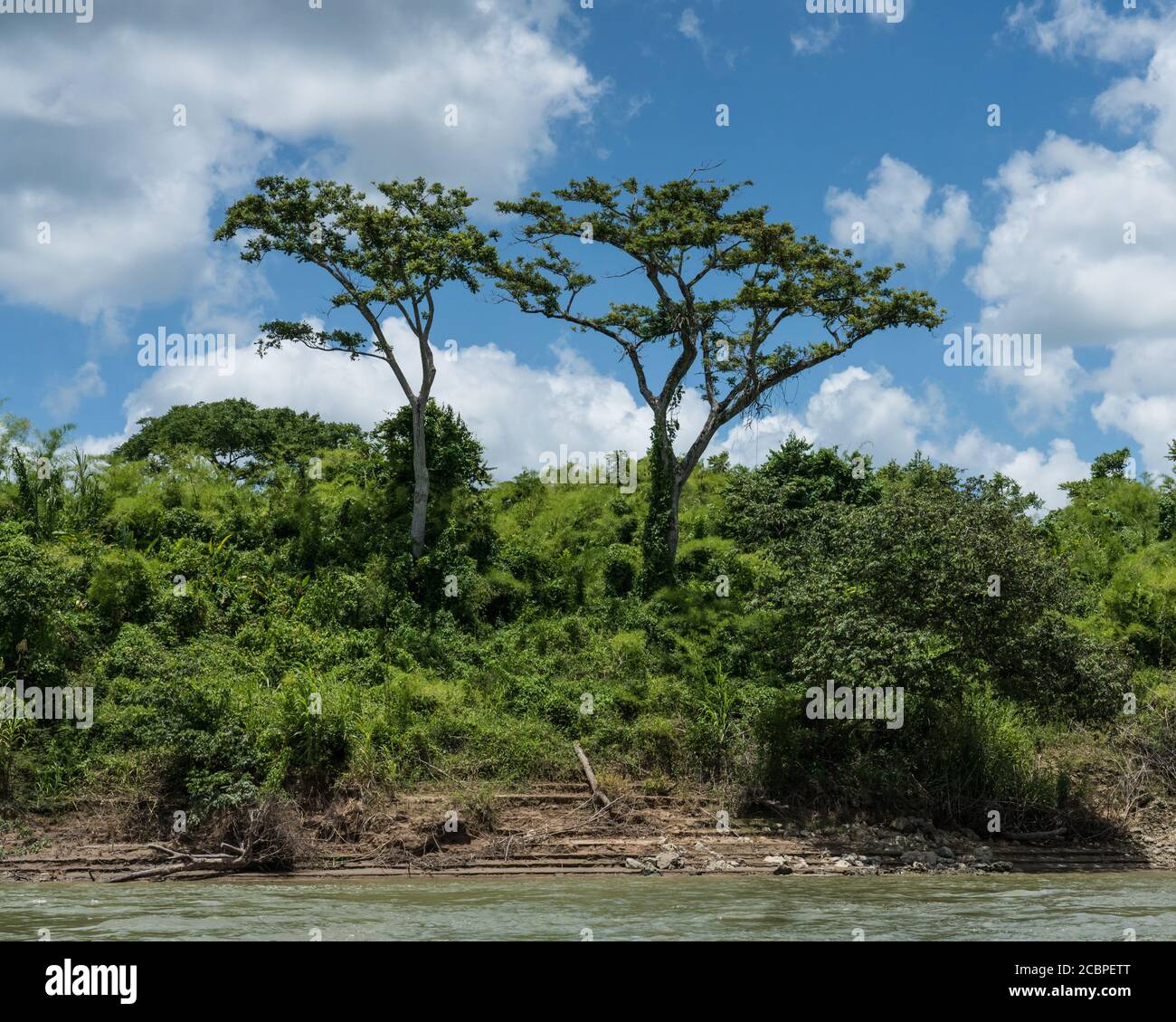 Two ceiba trees, the Tree of Life in Mayan mythology, on the Guatemalan shore of the Usumacinta River. Stock Photo