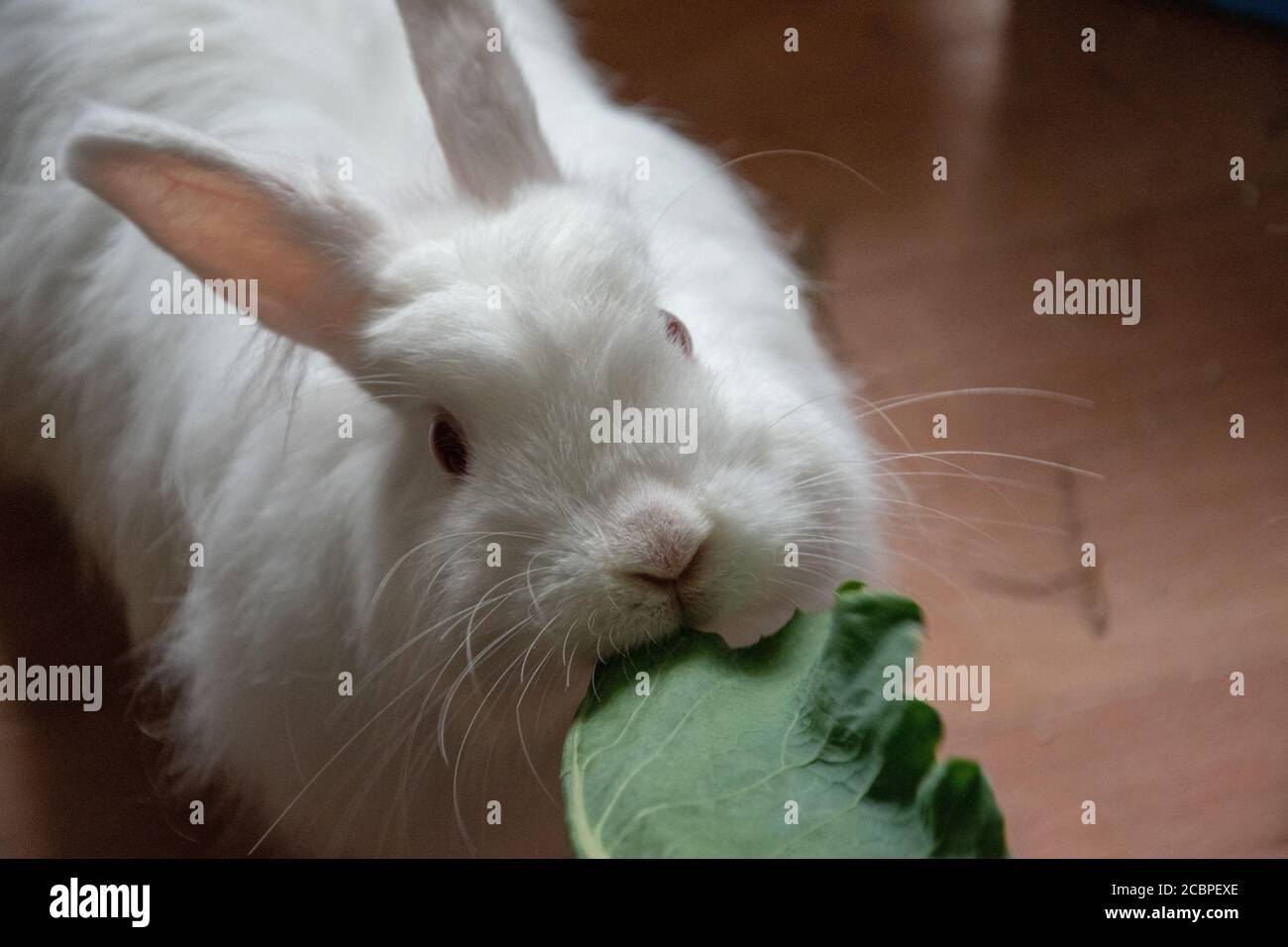 Fluffy white rabbit eating leaf hi-res stock photography and images - Alamy