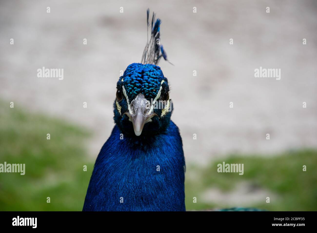 Selective color shot hi-res stock photography and images - Alamy