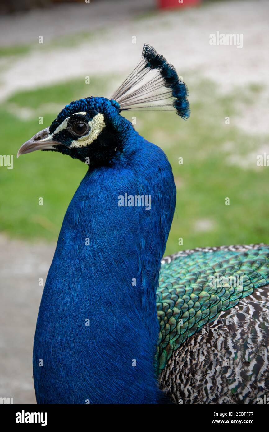 Selective color shot hi-res stock photography and images - Alamy